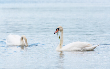 Two Graceful white Swans swimming in the lake, swans in the wild