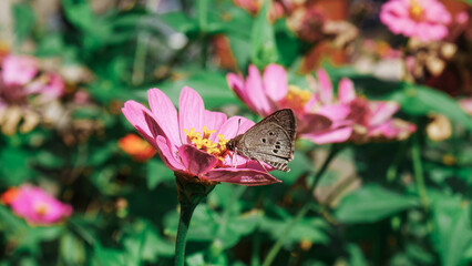 butterfly on a pink flower