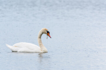 Graceful white Swan swimming in the lake, swans in the wild. Portrait of a white swan swimming on a lake.