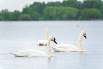 Three graceful white swans swims in the lake, swans in the wild.