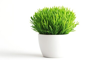 Lush green plant in a simple white pot against a white background.