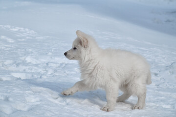 White Swiss Shepherd puppy walks on snow crust in winter.