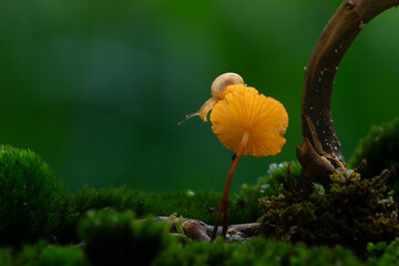 Close up shot of small snail, on yellow mushrooms, with shallow depth of field and dark natural background