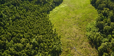 A lush, green forest demonstrating successful reforestation efforts, highlighting the recovery of nature and biodiversity.