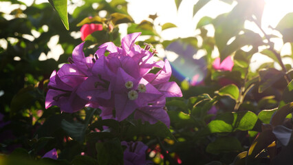 Purple Bougainvillea Blossoms in Sunlight