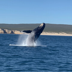 Fototapeta premium Humpback whale breaching out of the water in a stunning oceanic landscape