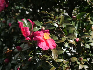 ツバキの花が咲いている