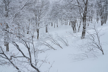 冬のブナの森