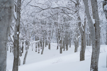 冬のブナの森