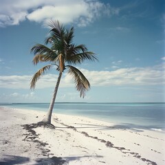 Palms on a beautiful beach and clear sea water, beach with palm trees, Beautiful palm tree on tropical island beach on background blue sky with white clouds and turquoise ocean on sunny day.