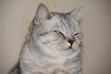 A beautiful gray British cat sits with her eyes narrowed. Light background.