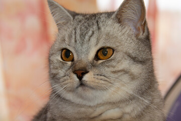 Muzzle of a beautiful gray British cat with amber eyes close-up