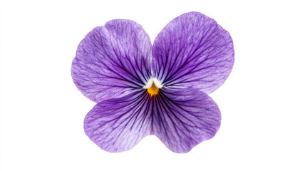 Obraz premium Purple Pansy Flower Isolated Close up Bloom Petal Spring Nature Botany Floral Garden Plant Blossom