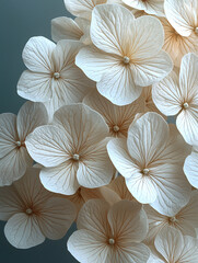 Elegant Cream Hydrangea Blooms Close up Floral Macro Photography