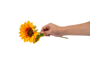 Close Up sunflower in female hand isolated on transparent background..