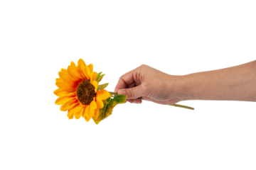 Close Up sunflower in female hand isolated on transparent background..
