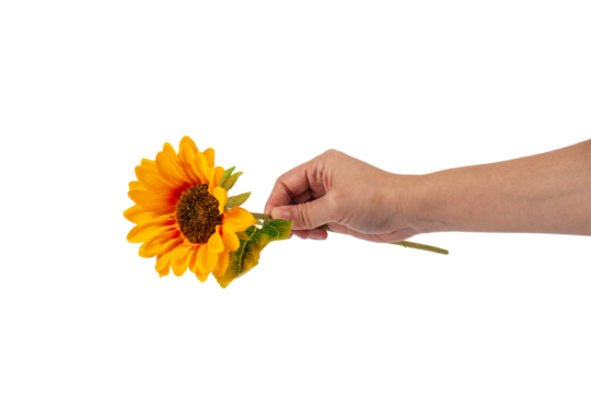 Close Up sunflower in female hand isolated on transparent background.. - Powered by Adobe