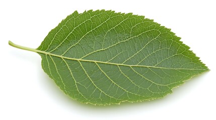 Obraz premium Isolated green leaf with veins.