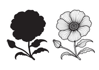 Black Turmeric flower line art  vector on white background