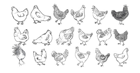 Set of chicken, hen, rooster outline sketch hand drawn isolated on white background illustration. Birds poultry farm animal collection on vintage style. © Suryadi