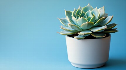 A succulent plant in a minimalist pot on a pastel blue background, conveying simplicity and modern decor