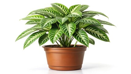 Obraz premium A small potted tree and plant with green leaves in a decorative pot