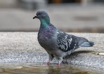 A blue dove washing its paws in a fountain bowl.