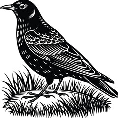 Martin vector silhouette, isolated white background