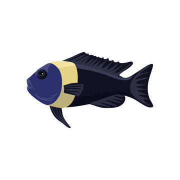 vector drawing tropical fish, white spotted cichlid , Tropheus duboisi isolated at white background, hand drawn illustration