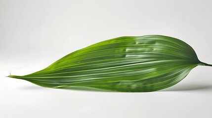 Obraz premium Elegant Green Leaf on Simple Background