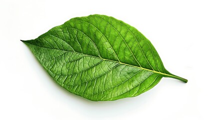 Obraz premium Fresh Green Leaf on White Background