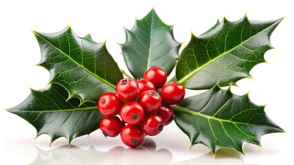 Fresh holly with ripe red berries isolated on a branch
