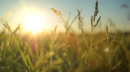 Fototapeta premium Sunrise Over Delectable Fields of Wheat