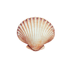 Natural seashell display coastal beach transparent background