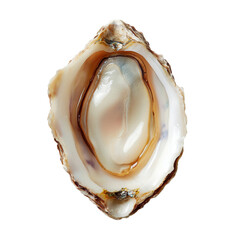 Oyster shell display coastal environment natural beauty transparent background close-up view