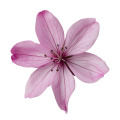 Pink Flower Petal Close-Up Isolated on Transparent Background