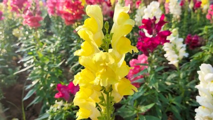 yellow and red tulips in spring