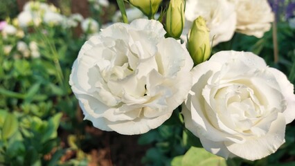 white roses