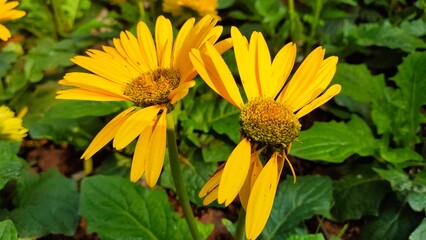 yellow flowers in the garden