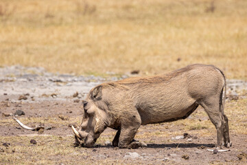 Closeup of a common warthog kneeling and grazing in Ngorongoro Crater