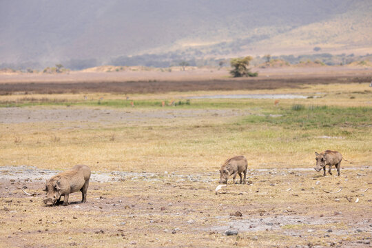 Three common warthogs grazing and walking in a line in Ngorongoro Crater