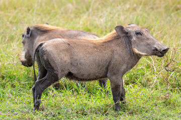 Close up of two common warthogs facing opposite directions in Ngorongoro Crater