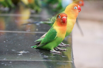 musk bird with the scientific name Melopsittacus undulatus. funny parrot.pet parrot. cute budgerigar.ornithology.love and care for animals.
