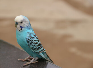 Funny parrot. Pet parrot. cute budgerigar. Ornithology. Love and care for animals.