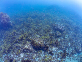 ホンダワラの群生と美しいブダイ（ブダイ科）、ニザダイ（ニザダイ科）、アイゴ（アイゴ科）他の群れ。
英名学名：Parrotfish, Calotomus japonicus, Sawtail juvenile (Prionurus scalprum), Rabbitfish (Siganus fuscescens)
seaweed (Sargassum fulvellum
賀茂郡南伊豆中木ヒリゾ浜