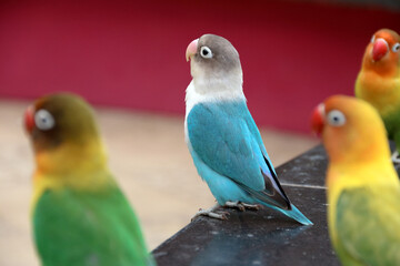 Funny parrot. Pet parrot. cute budgerigar. Ornithology. Love and care for animals.