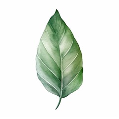 Obraz premium Watercolor Illustration of a Green Leaf, Delicate watercolor painting of a single green leaf with soft gradients and natural details, ideal for botanical and artistic designs.