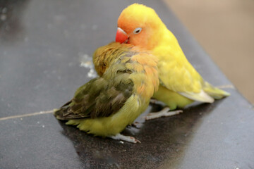 Funny parrot. Pet parrot. cute budgerigar. Ornithology. Love and care for animals.