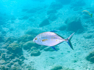 Fototapeta premium 美しいナンヨウカイワリ（アジ科）。 英名学名：Island trevally (Ferdauia orthogrammus) 静岡県伊豆半島賀茂郡南伊豆町中木ヒリゾ浜2024年 