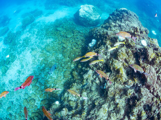 美しいチョウチョウウオ（チョウチョウウオ科）、アカヒメジ、ホウライヒメジ（ヒメジ科）他の群れ
英名学名：Yellowfin goatfish, Mulloidichthys vanicolensis
Whitesaddle goatfish, Parupeneus ciliatus
Oriental ButterflyFish, Chaetodon aurites
南伊豆町中木ヒリゾ浜2024年

